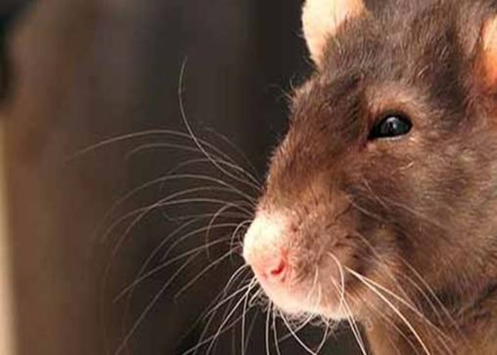 What Smells Do Possums Hate?