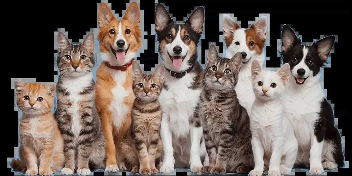 How a Chester Springs Vet Supports Your Pet's Long-Term Health