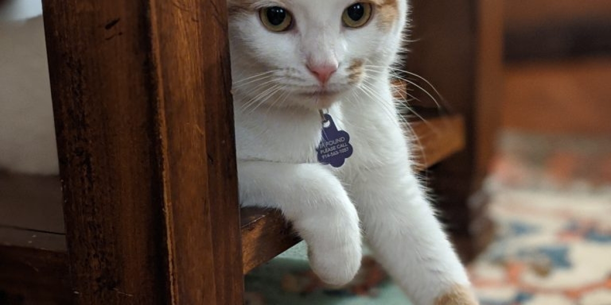 What to Expect During a Pet Vet Euthanasia Appointment
