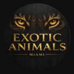 Exotic Animals Miami