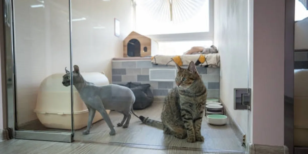 How to Prep Your Pet for Their First Boarding Stay