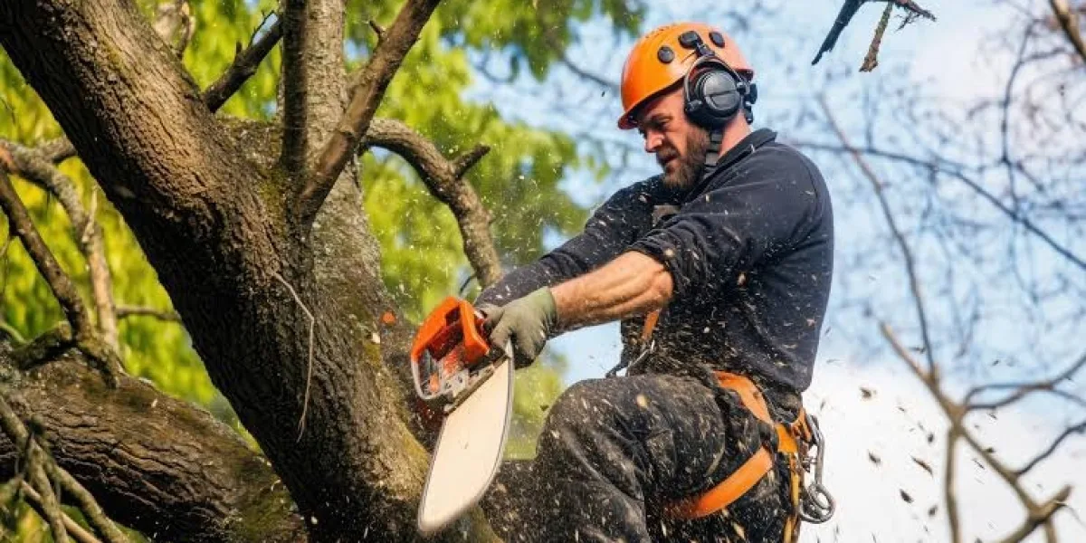Trees by Forrest | Emergency Tree Cutting for Fast and Safe Tree Care