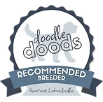 Breeders of Mini & Australian Labradoodles in Texas with WALA & GALA Registered | Heart Rock Labradoodles