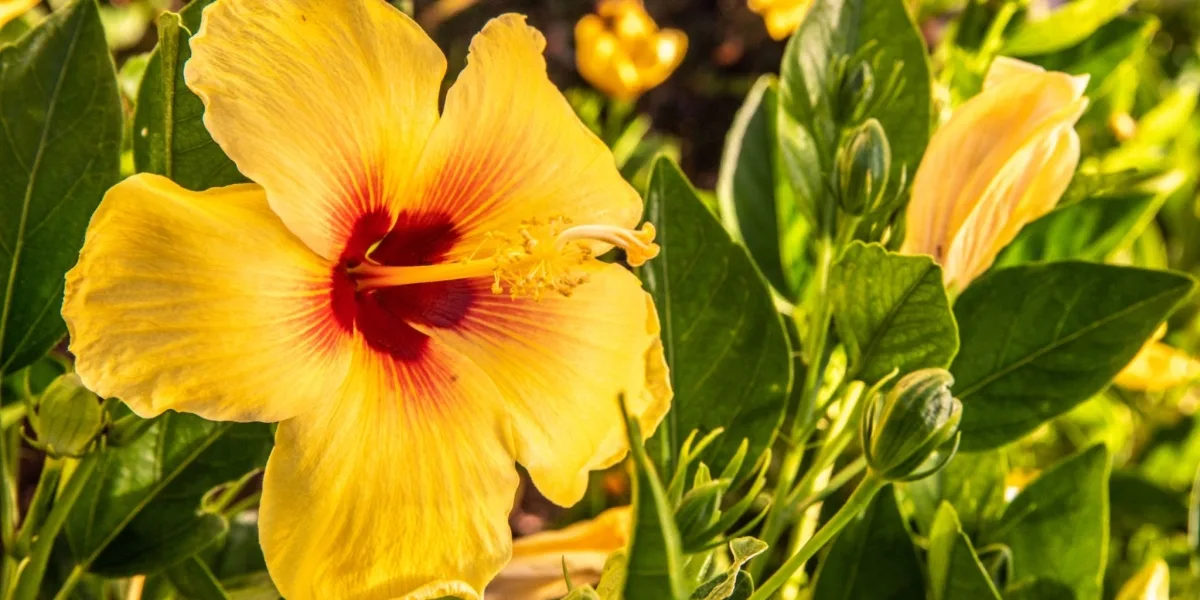 Hawaiian Flowers Guide: 15 Native Blooms & Meanings