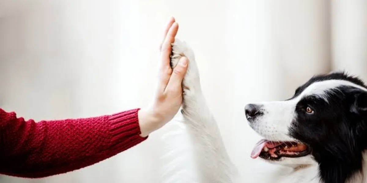 Why Cleanliness Matters in a Dog Boarding Facility