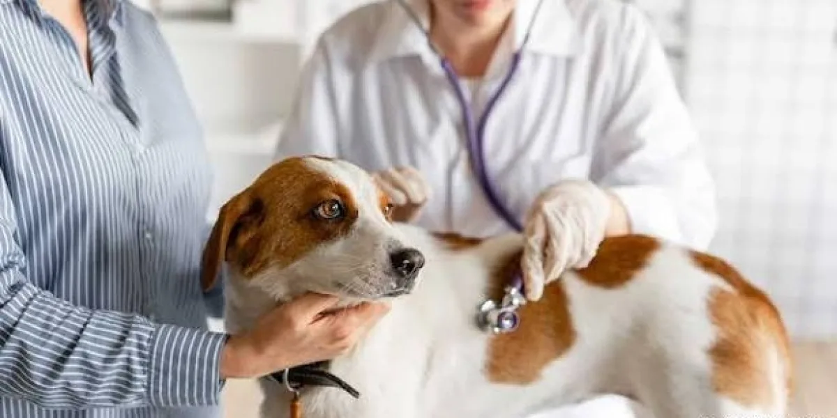 How to Find Cheap Pet Emergency Care Without Compromising Quality    
