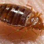 Professional Bed Bug Treatment Belchertown