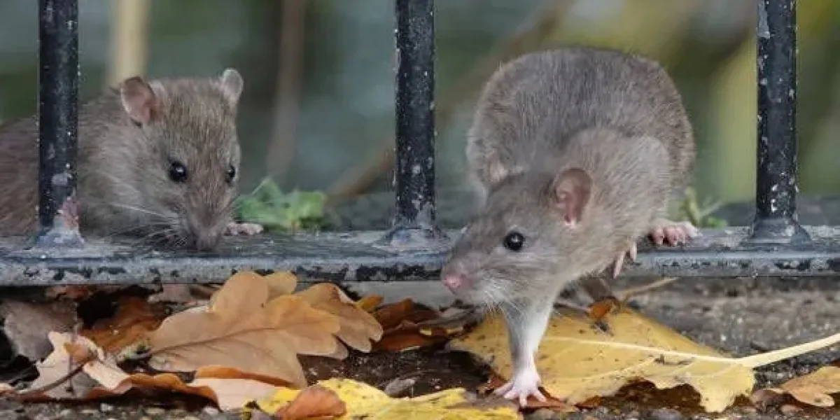 Why Regular Property Inspections Help Prevent Rat Infestations